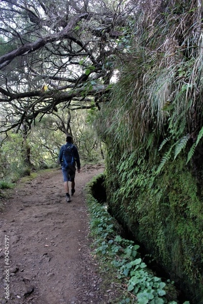 Obraz Levada Walk Hike to the 25 Fontes in Madeira, Portugal. Man walking in front