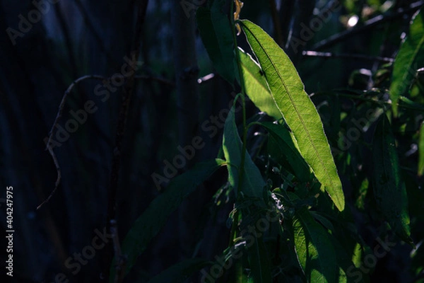 Fototapeta Salekhard