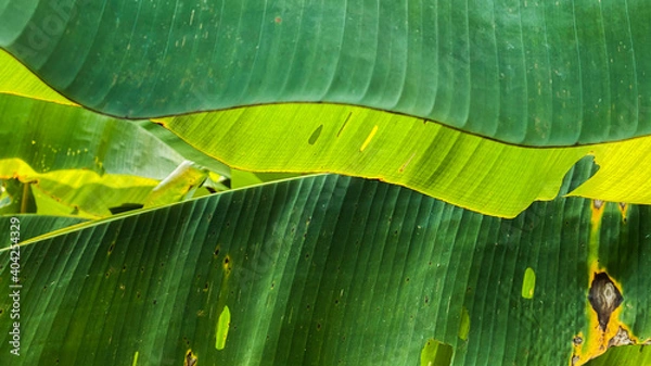 Fototapeta Green leaf background in the forest