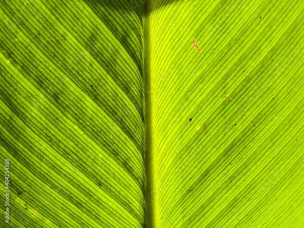 Fototapeta Green leaf background in the forest