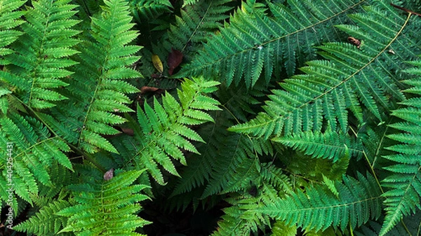 Fototapeta Green leaf background in the forest