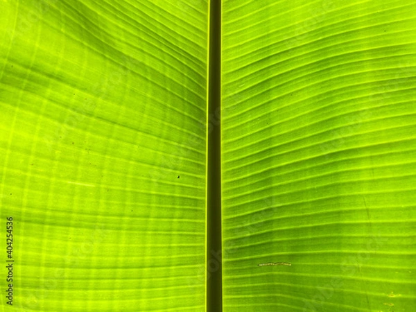 Fototapeta Green leaf background in the forest