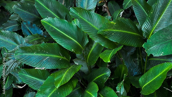 Fototapeta Green leaf background in the forest
