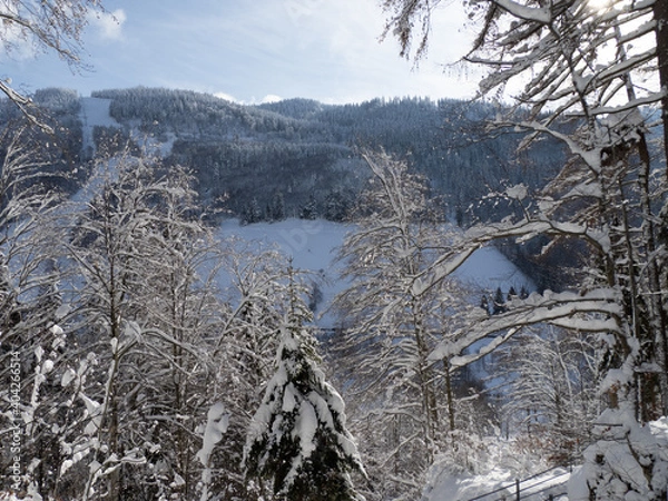 Obraz snow covered trees in winter
