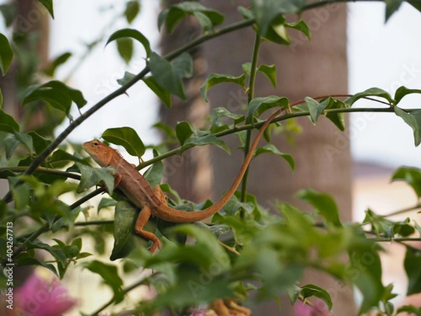 Obraz Lizards of Thailand perched on a branch.