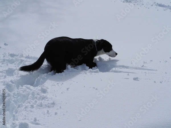 Obraz Border collie pelo corto