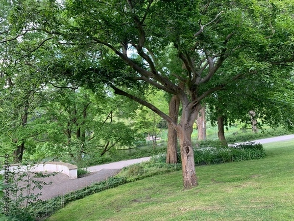 Obraz tree in the park