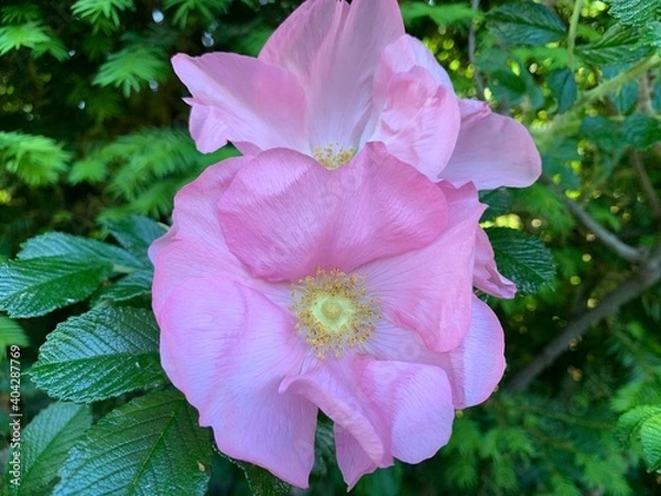 Obraz pink and purple