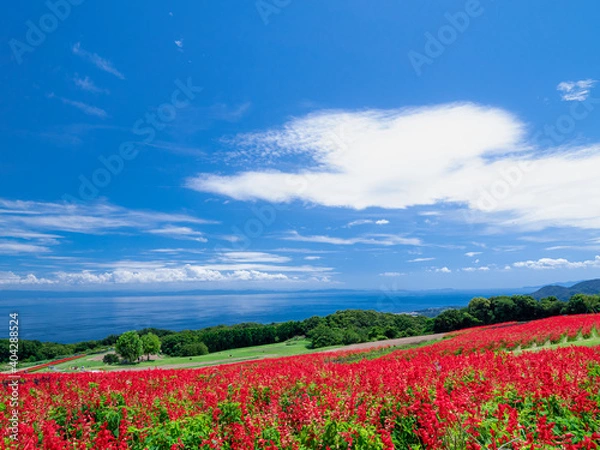 Obraz 淡路・花さじきからの眺め