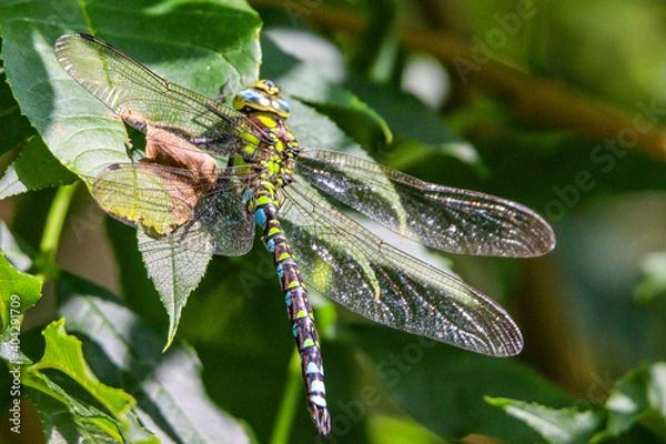 Fototapeta dragonfly on a leaf