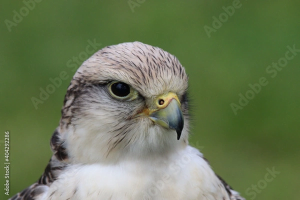 Obraz red tailed hawk