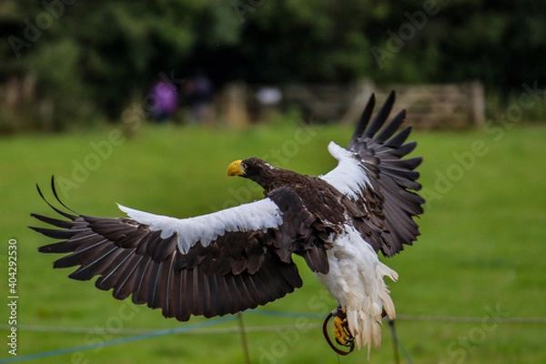 Obraz vulture in flight