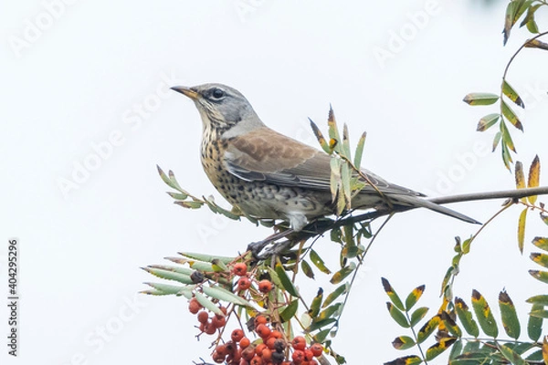 Fototapeta Fieldfare, Turdus pilaris, eating berries