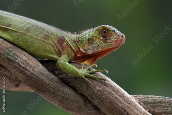 Fototapeta Green iguana on the tree branch