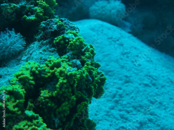 Fototapeta coral reef