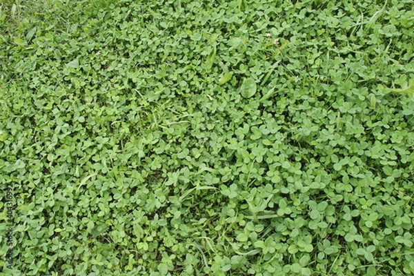 Obraz green grass background