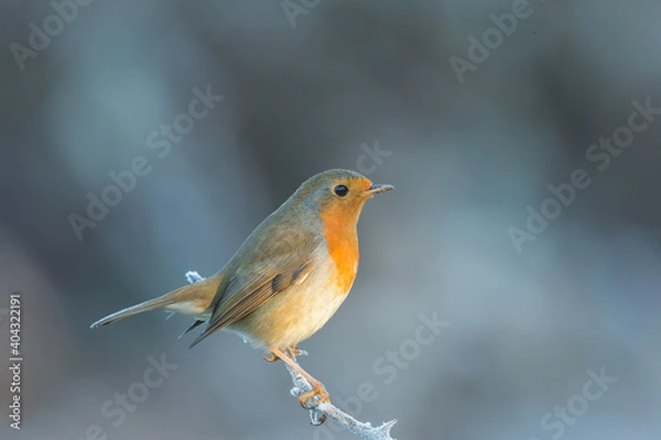 Fototapeta Robin 2021 004