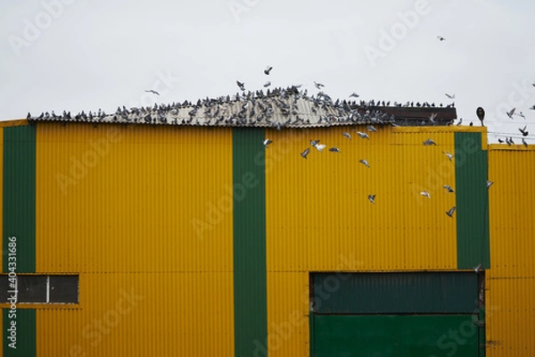 Obraz Large flock of pigeons on the roof of a farm building