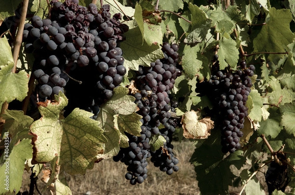 Obraz Grapes