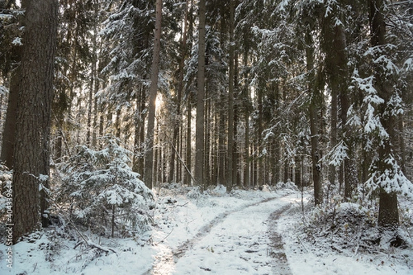 Fototapeta There was snow in the forest on the road and trees