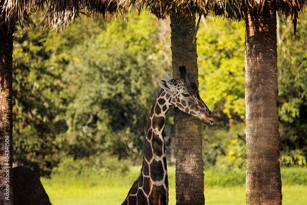 Obraz Where Tall Things Grow