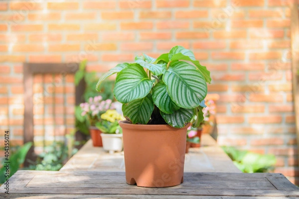 Obraz Calathea Orbifolia in clay pot.