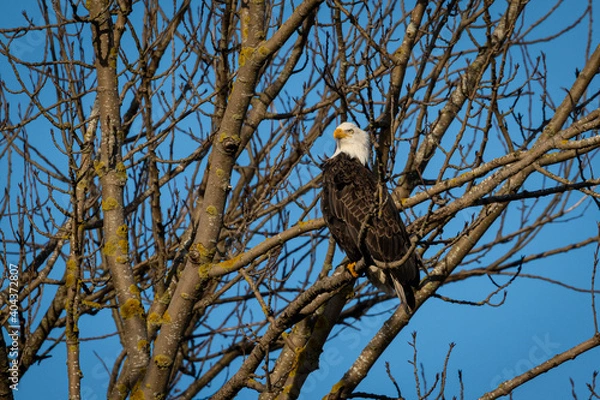 Fototapeta Portrait of majestic American bald eagle bird perched tree branches in front of blue sky in Pacific Northwest USA