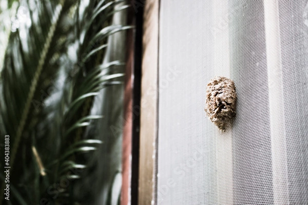 Fototapeta カマキリのタマゴ