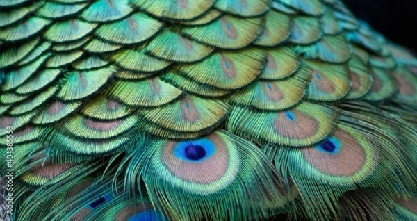 Obraz Plumaje de colores