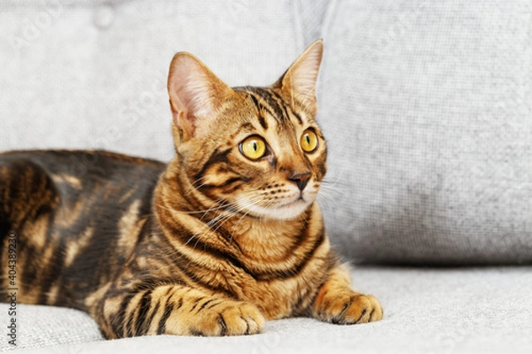 Fototapeta Beautiful short-haired young cat lying on bed at home, bengal cat pet.