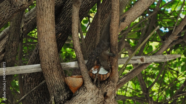 Fototapeta fluffy chipmunk sits on a tree branch and eats coconut