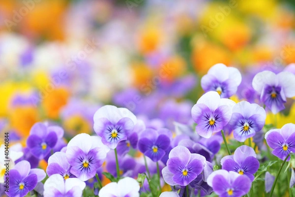 Fototapeta 紫色のビオラ