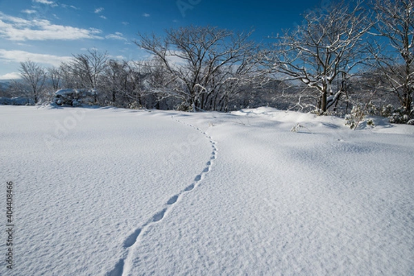 Obraz 雪上の足跡