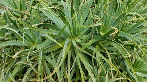 Obraz green grass with dew