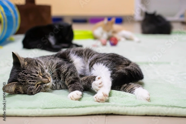 Fototapeta the cat, releasing its claws, sleeps and basks on the mat on the floor of the shelter among many other cats