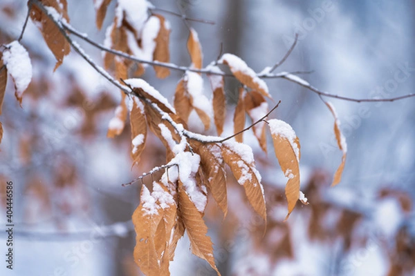 Fototapeta 枯葉と雪