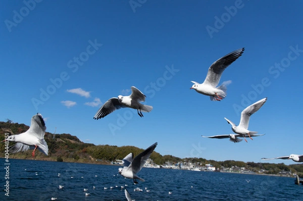 Fototapeta カモメの群れ