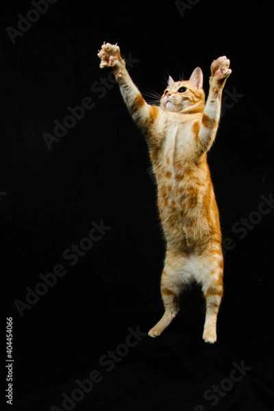 Fototapeta A Beautiful Domestic Orange Striped cat Jumping and playing with a toy mouse, mid-air in strange, weird, funny positions. Animal portrait against Black background