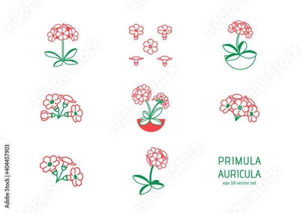 Obraz Primrose - vector icons set.