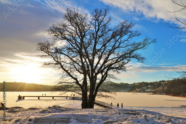 Obraz Golden hour through the trees