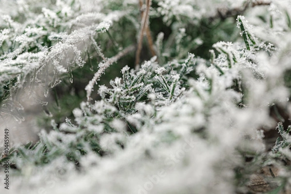 Fototapeta background with frozen plants covered with frost