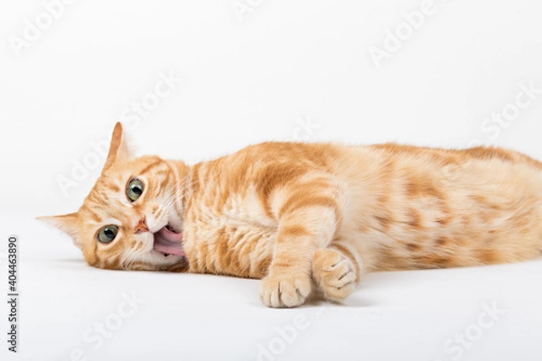 Fototapeta A Beautiful Domestic Orange Striped cat laying down and cleaning itself tongue out in strange, weird, funny positions. Animal portrait against white background.
