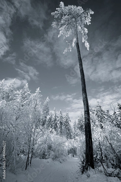 Obraz Einsamer Baum in Schwarz Weiß