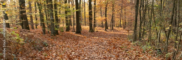 Fototapeta Weg durch den Herbstwald, Naturschutzgebiet Beversee, Bergkamen, Nordrhein-Westfalen, Deutschland