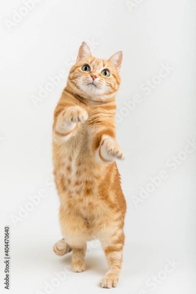Fototapeta A Beautiful Domestic Orange Striped cat Jumping and playing with a toy mouse, mid-air in strange, weird, funny positions. Animal portrait against Black background