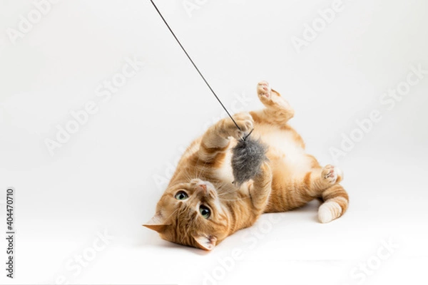 Fototapeta A Beautiful Domestic Orange Striped cat laying down and playing with a toy mouse in strange, weird, funny positions. Animal portrait against white background.