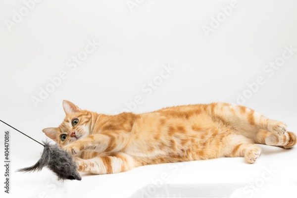Fototapeta A Beautiful Domestic Orange Striped cat laying down and playing with a toy mouse in strange, weird, funny positions. Animal portrait against white background.