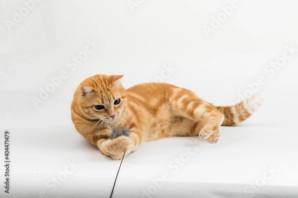 Fototapeta A Beautiful Domestic Orange Striped cat laying down and playing with a toy mouse in strange, weird, funny positions. Animal portrait against white background.