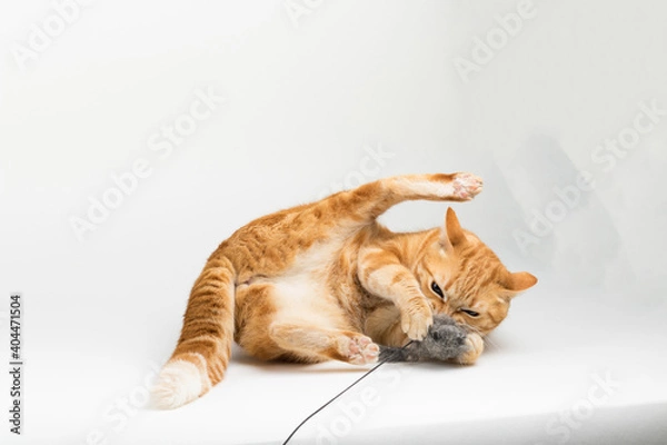 Fototapeta A Beautiful Domestic Orange Striped cat laying down and playing with a toy mouse in strange, weird, funny positions. Animal portrait against white background.