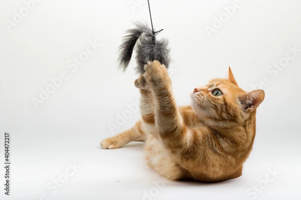 Fototapeta A Beautiful Domestic Orange Striped cat laying down and playing with a toy mouse in strange, weird, funny positions. Animal portrait against white background.